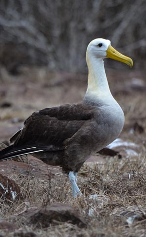 Galapagos albatross