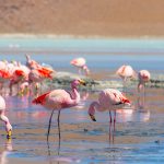 Flamencos andinos Perú