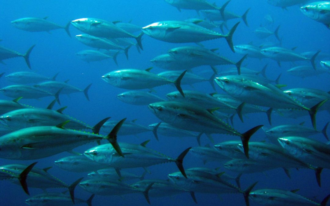 El Niño está de vuelta: Comprender sus efectos sobre los ecosistemas marinos y la dinámica pesquera