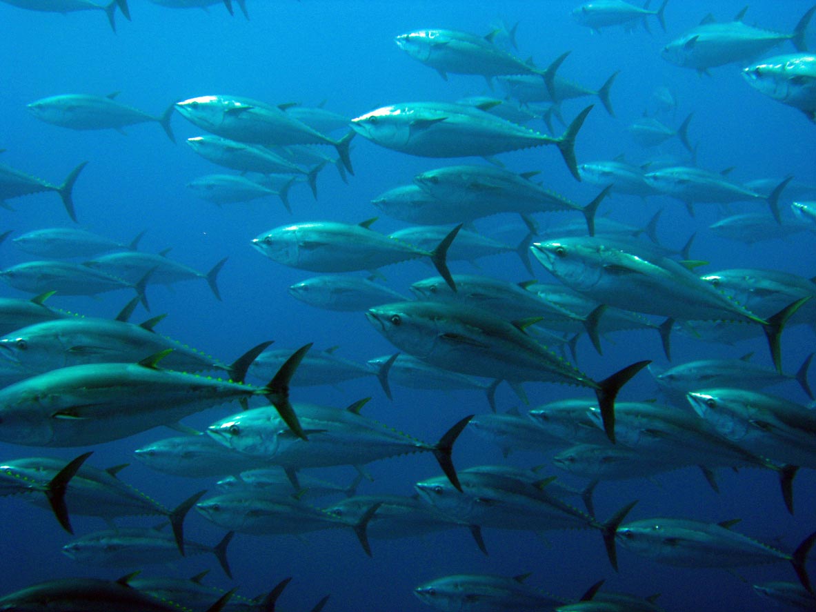 El Niño está de vuelta: Comprender sus efectos sobre los ecosistemas marinos y la dinámica pesquera